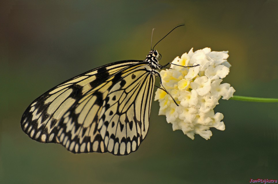 Vlinder-canvas-met dank aan Peter-Letty.jpg