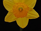 DSC_0062.JPG