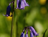 DSC_0066.JPG