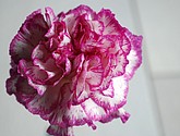 DSC_0072.JPG