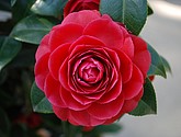 DSC_0090.JPG