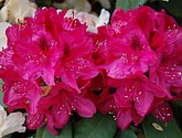 DSC_0104.JPG