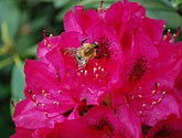 DSC_0109.JPG