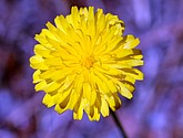 DSC_0121.JPG