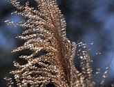 DSC_0128.JPG