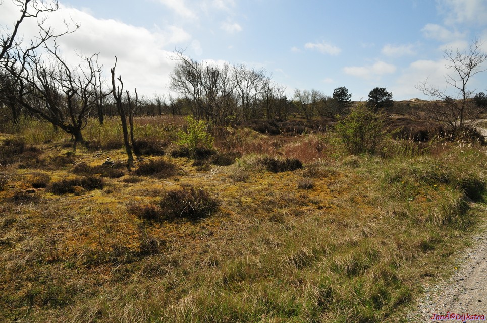 dsc_6590.jpg