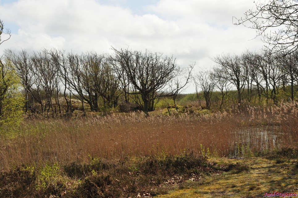 dsc_6593.jpg