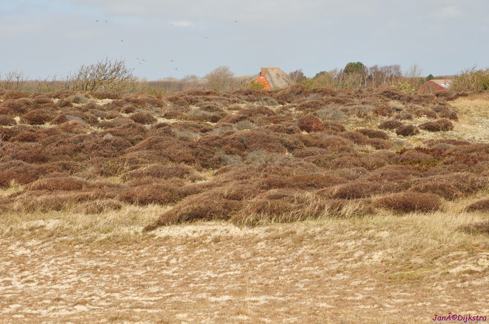 dsc_6599.jpg
