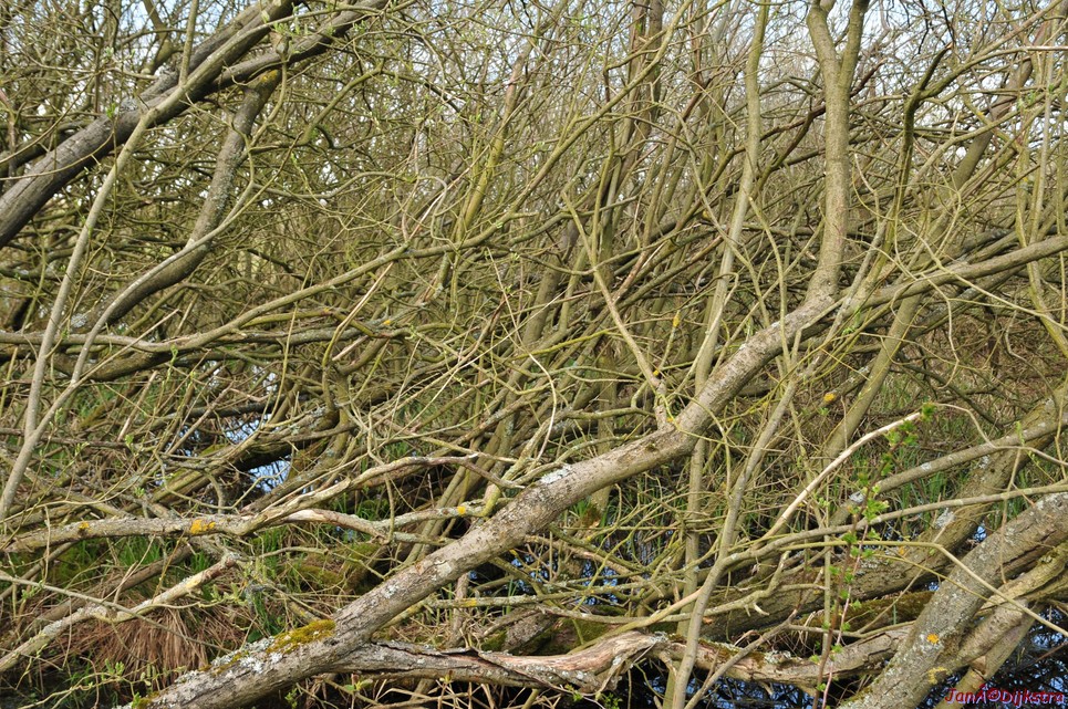 dsc_6609.jpg