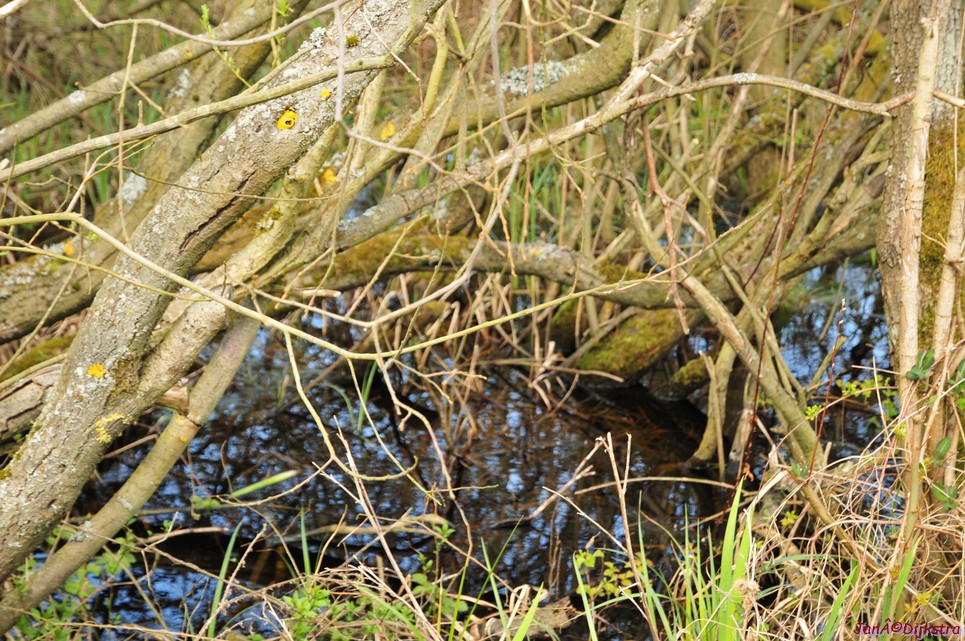 dsc_6610.jpg