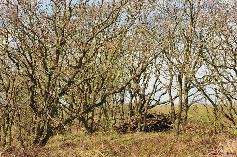 dsc_6615.jpg