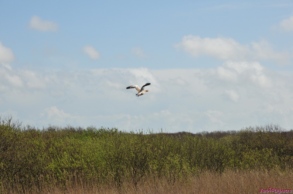 dsc_6626.jpg