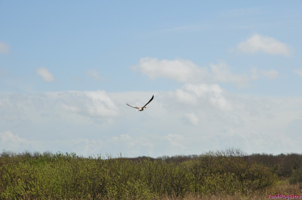 dsc_6627.jpg