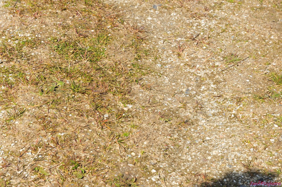 dsc_6632.jpg