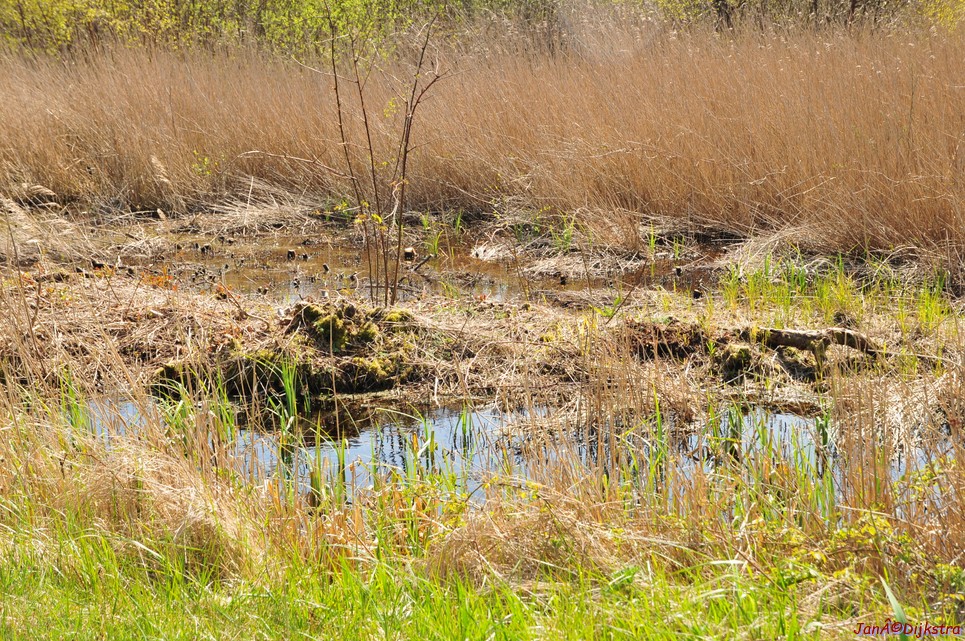 dsc_6642.jpg