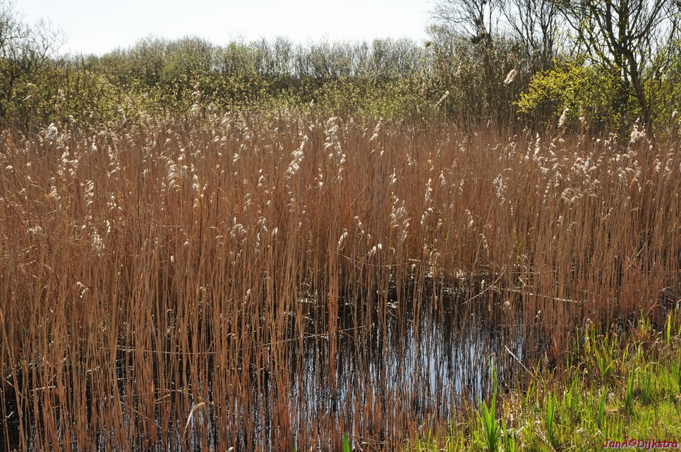 dsc_6645.jpg