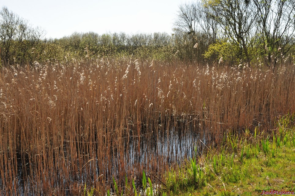 dsc_6646.jpg
