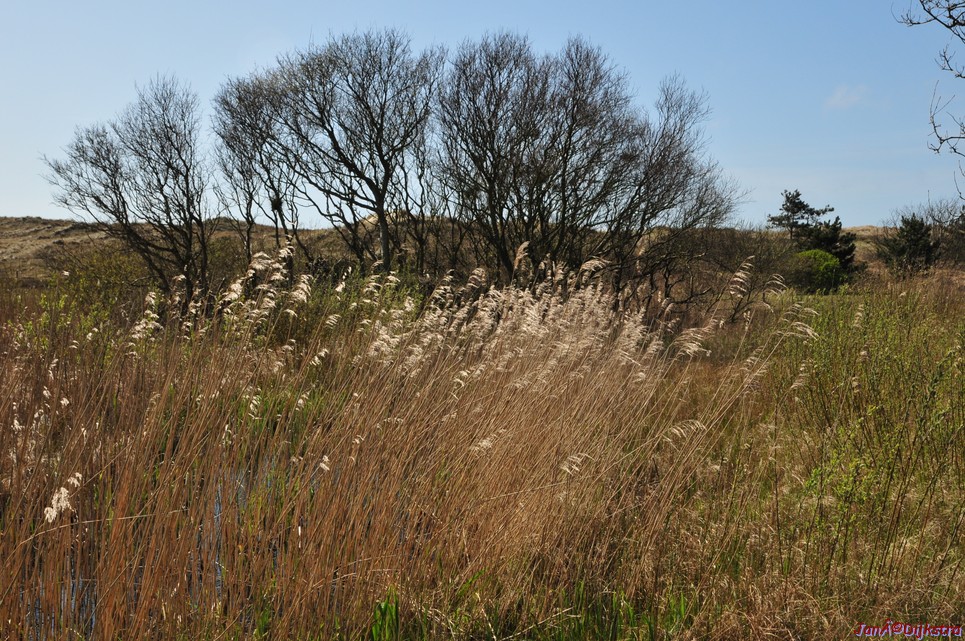 dsc_6649.jpg