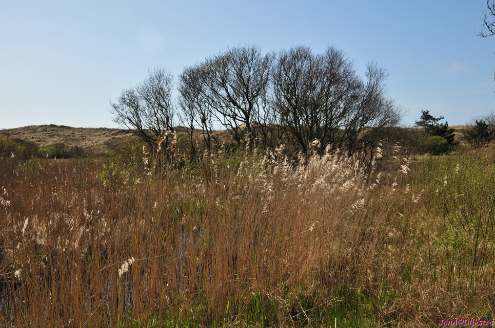 dsc_6650.jpg