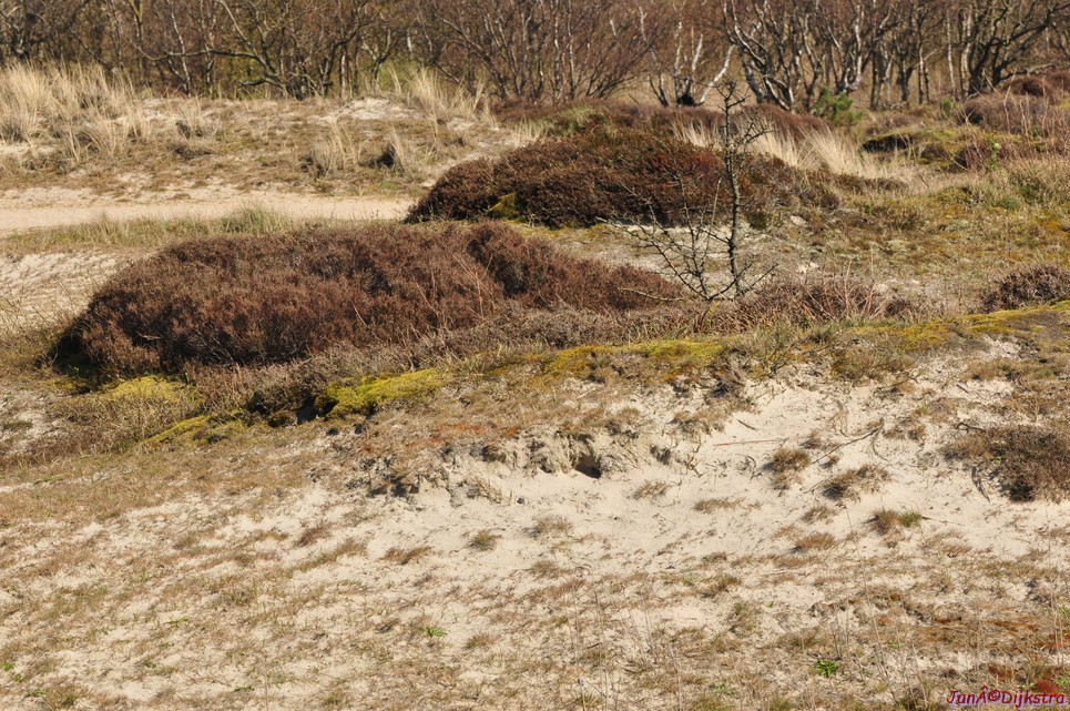 dsc_6660.jpg