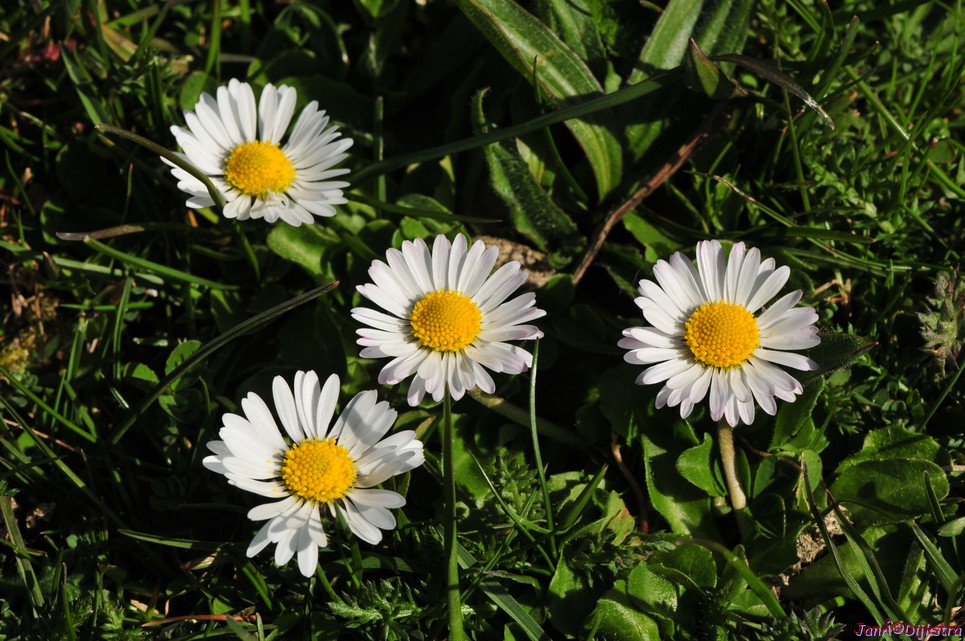 dsc_6670.jpg