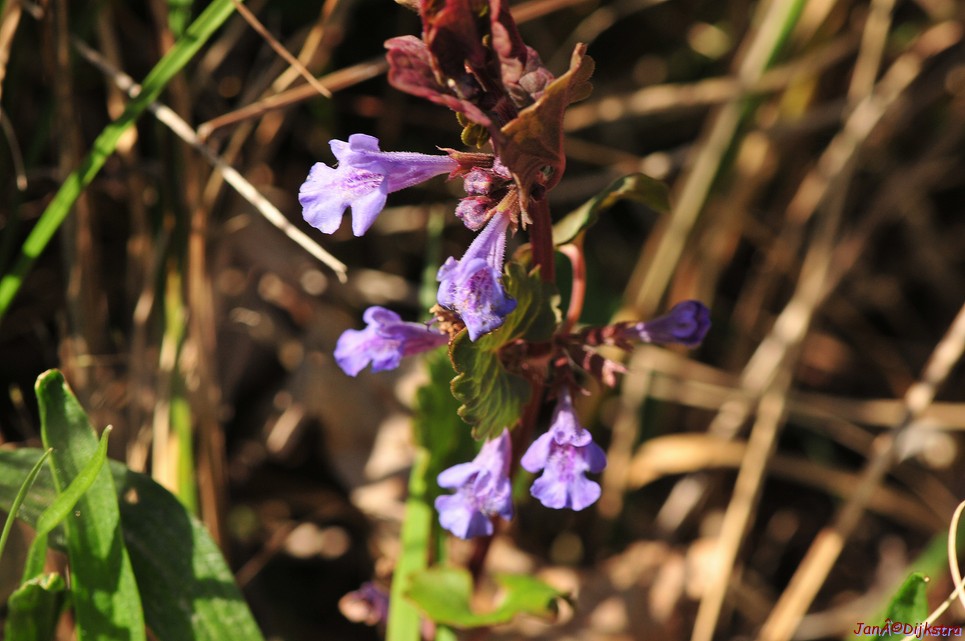 dsc_6677.jpg
