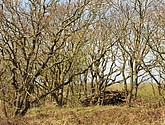 dsc_6615.jpg