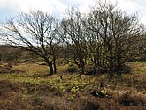 dsc_6616.jpg