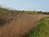 dsc_6638.jpg