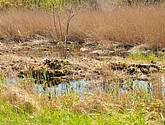 dsc_6642.jpg