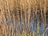 dsc_6647.jpg