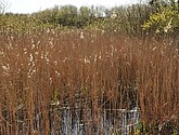 dsc_6648.jpg