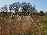 dsc_6649.jpg