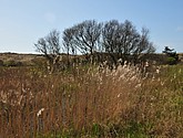 dsc_6650.jpg