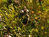dsc_6656.jpg