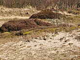 dsc_6660.jpg