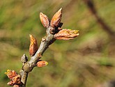 dsc_6676.jpg