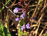 dsc_6677.jpg