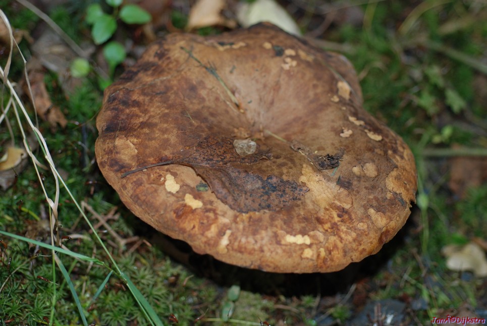 DSC_0010.JPG