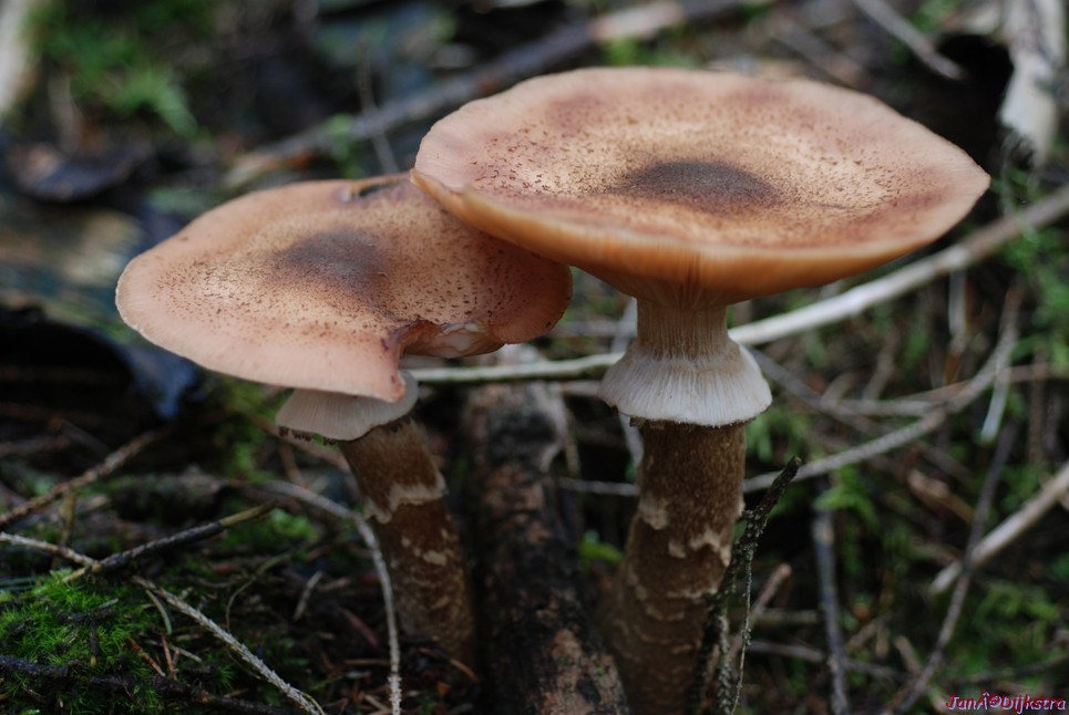 DSC_0057.JPG