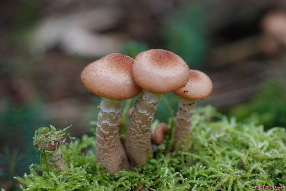 DSC_0058.JPG