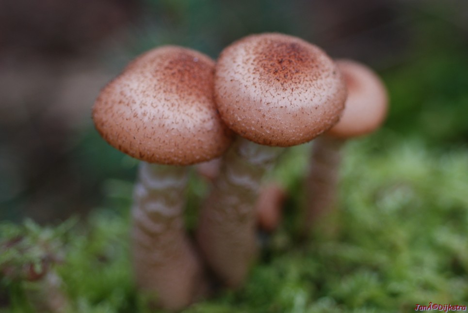 DSC_0059.JPG