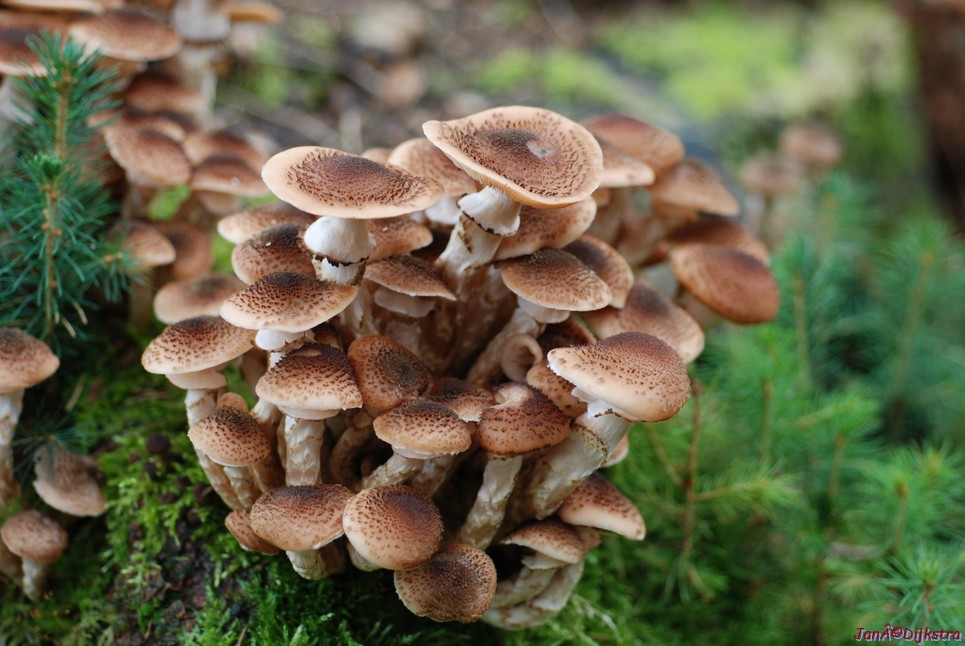 DSC_0086.JPG