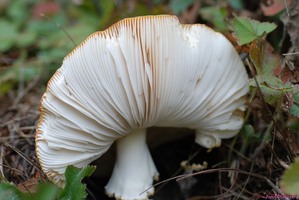 DSC_0097.JPG