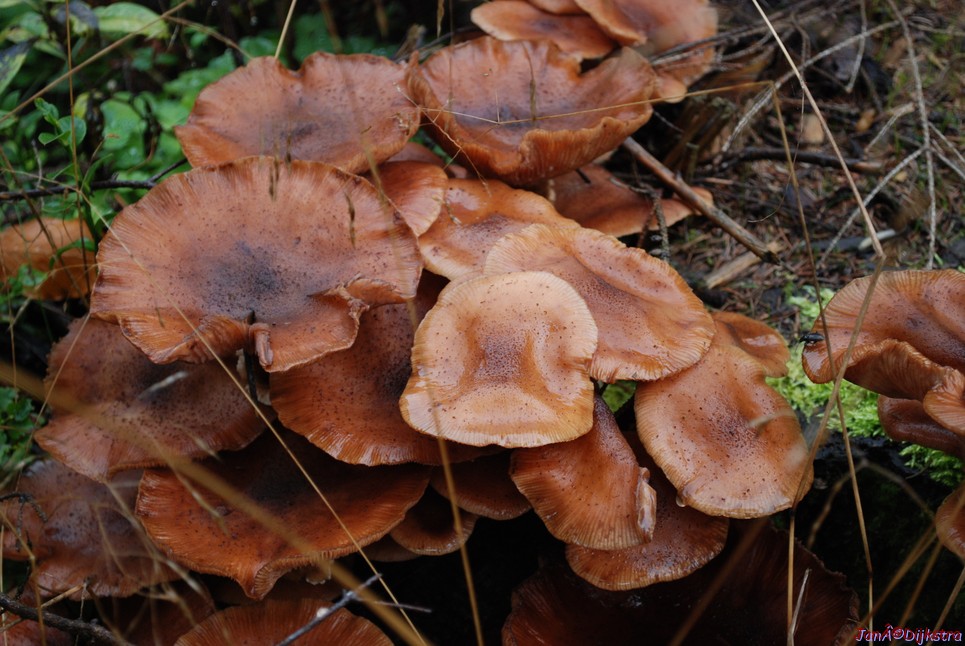 DSC_0262.JPG