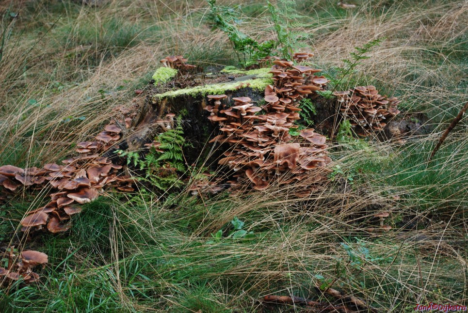 DSC_0265.JPG