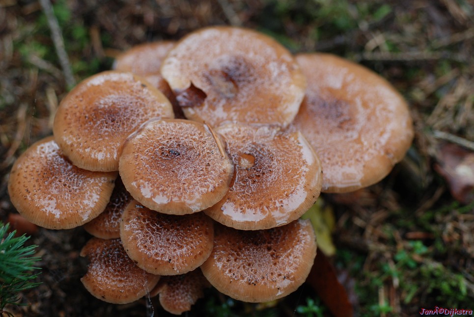 DSC_0287.JPG