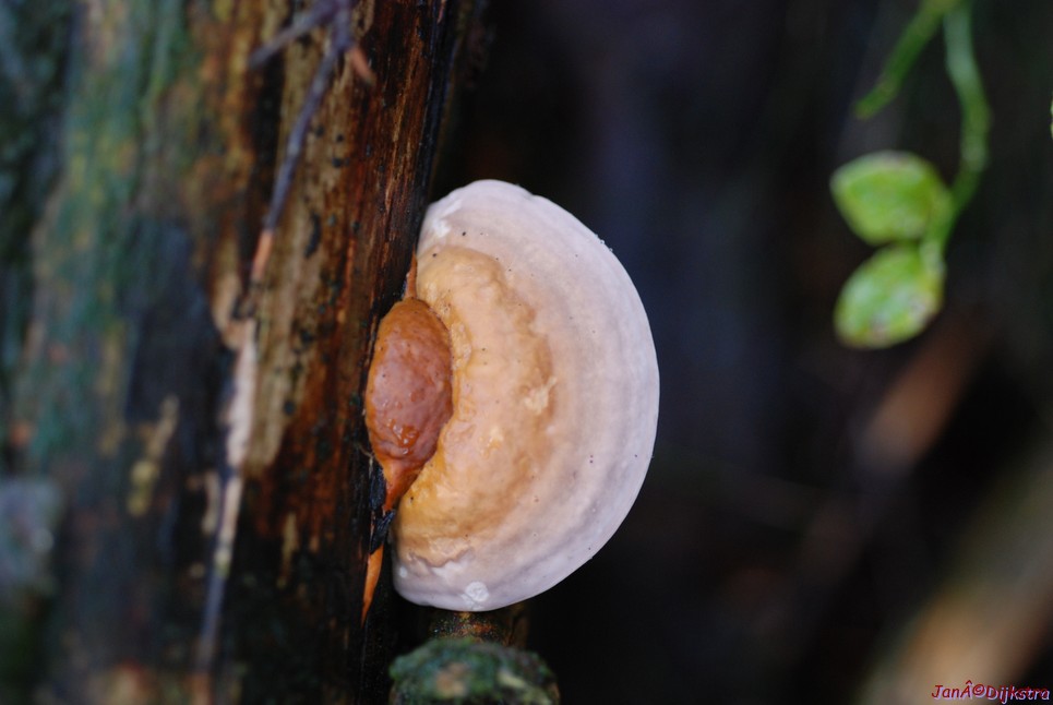 DSC_0312.JPG