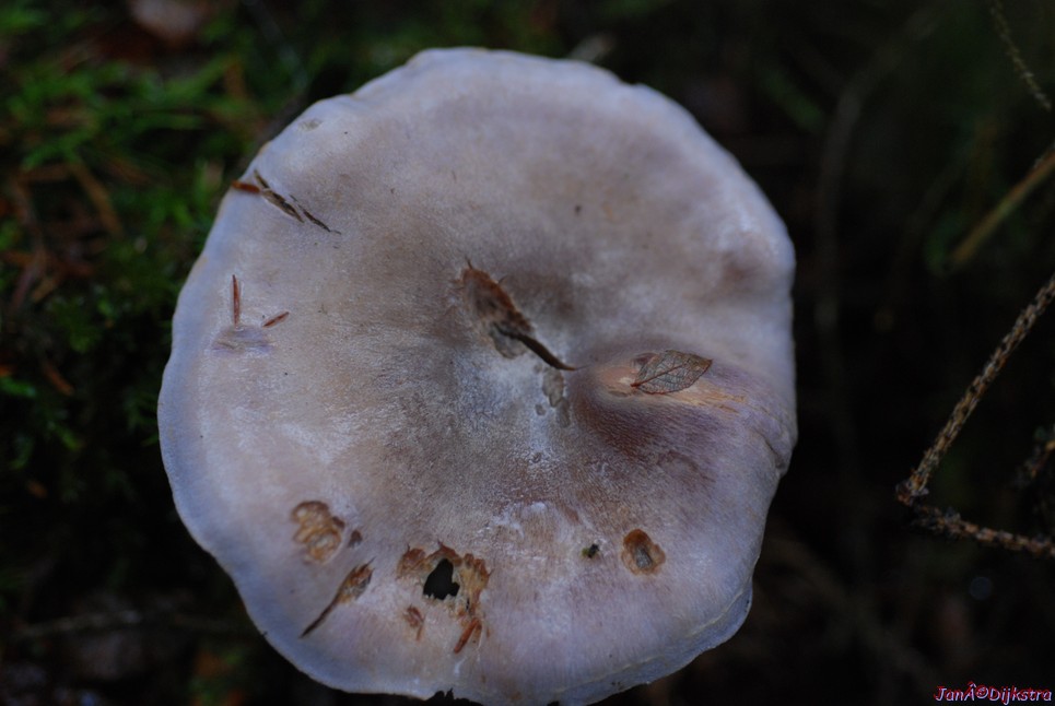 DSC_0313.JPG