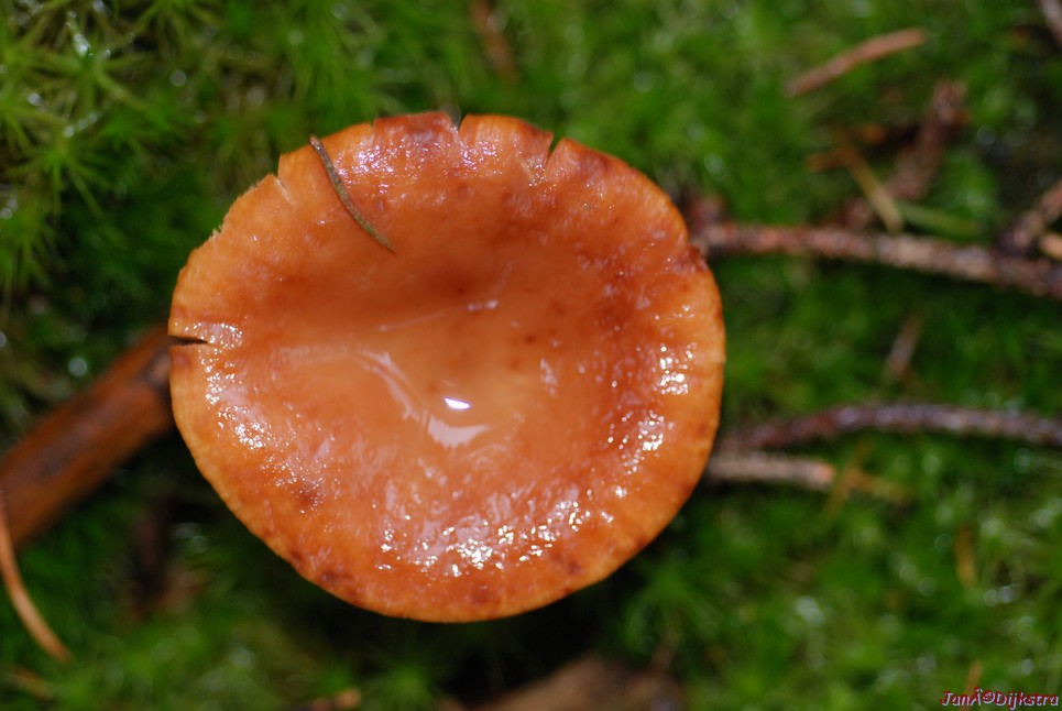 DSC_0319.JPG